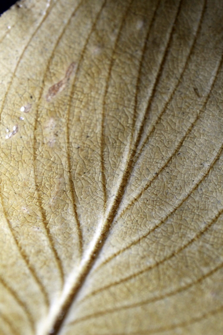 Yangtze Leaves