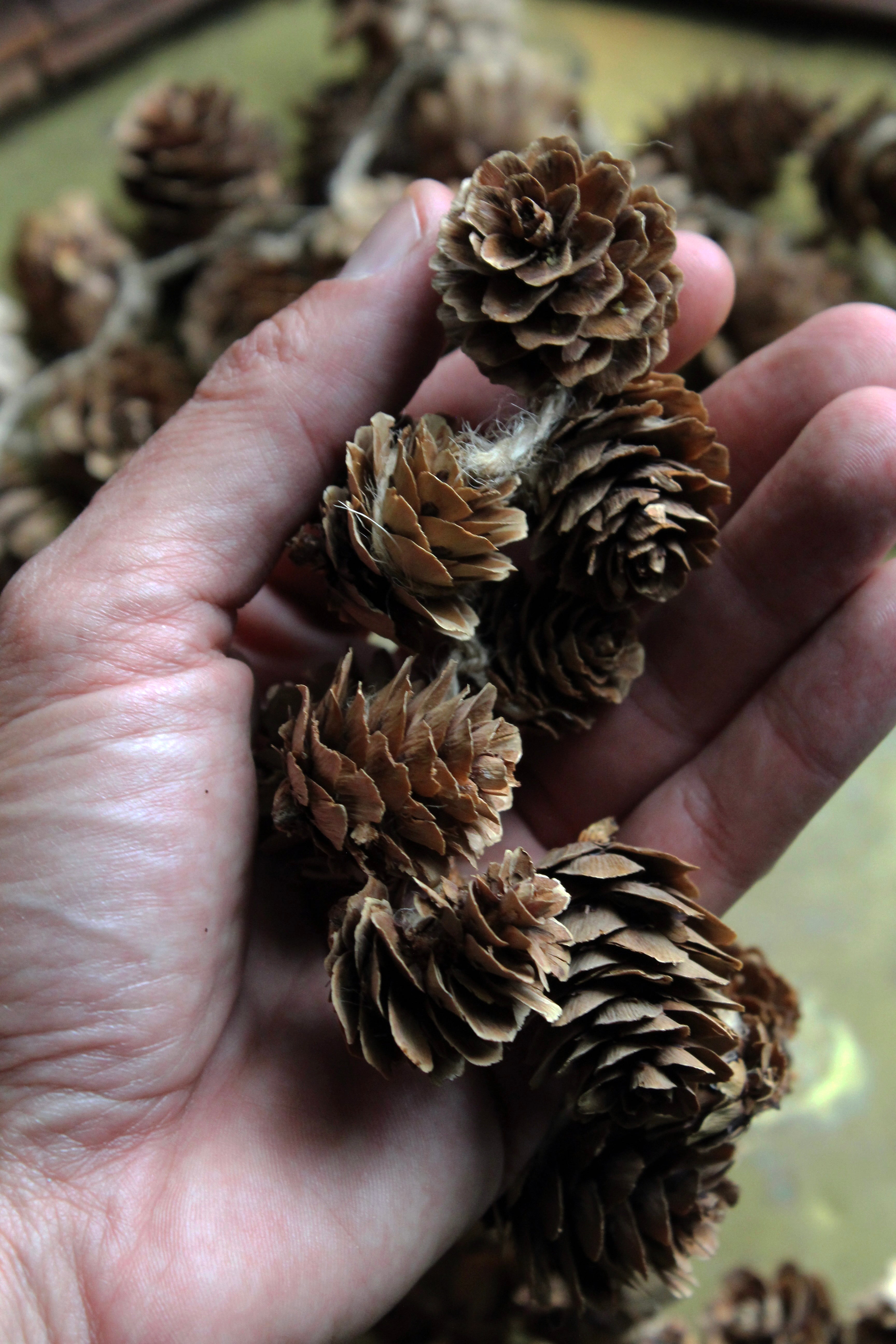 LARIX CONE GARLAND NATURAL