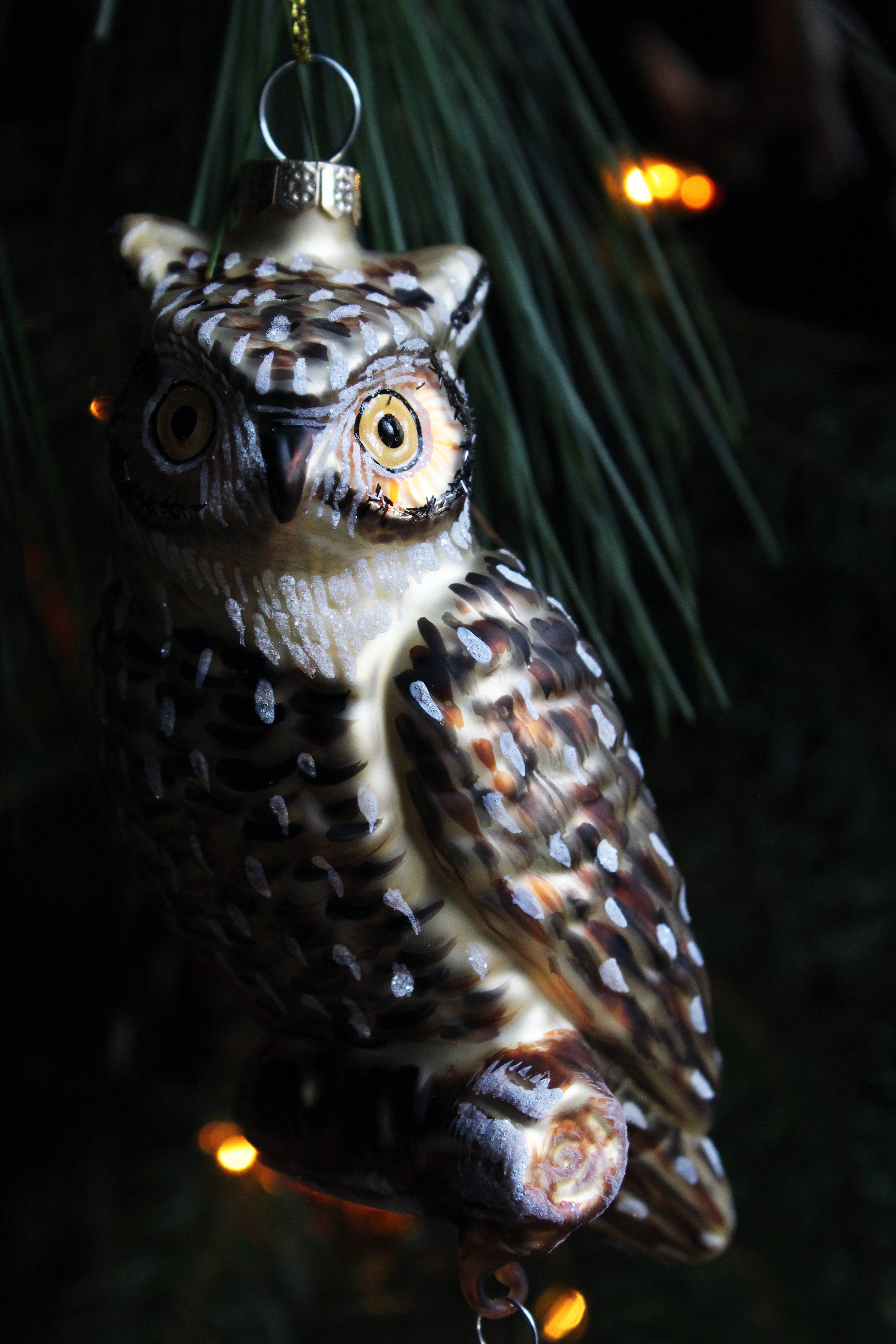 THICKET  OWL