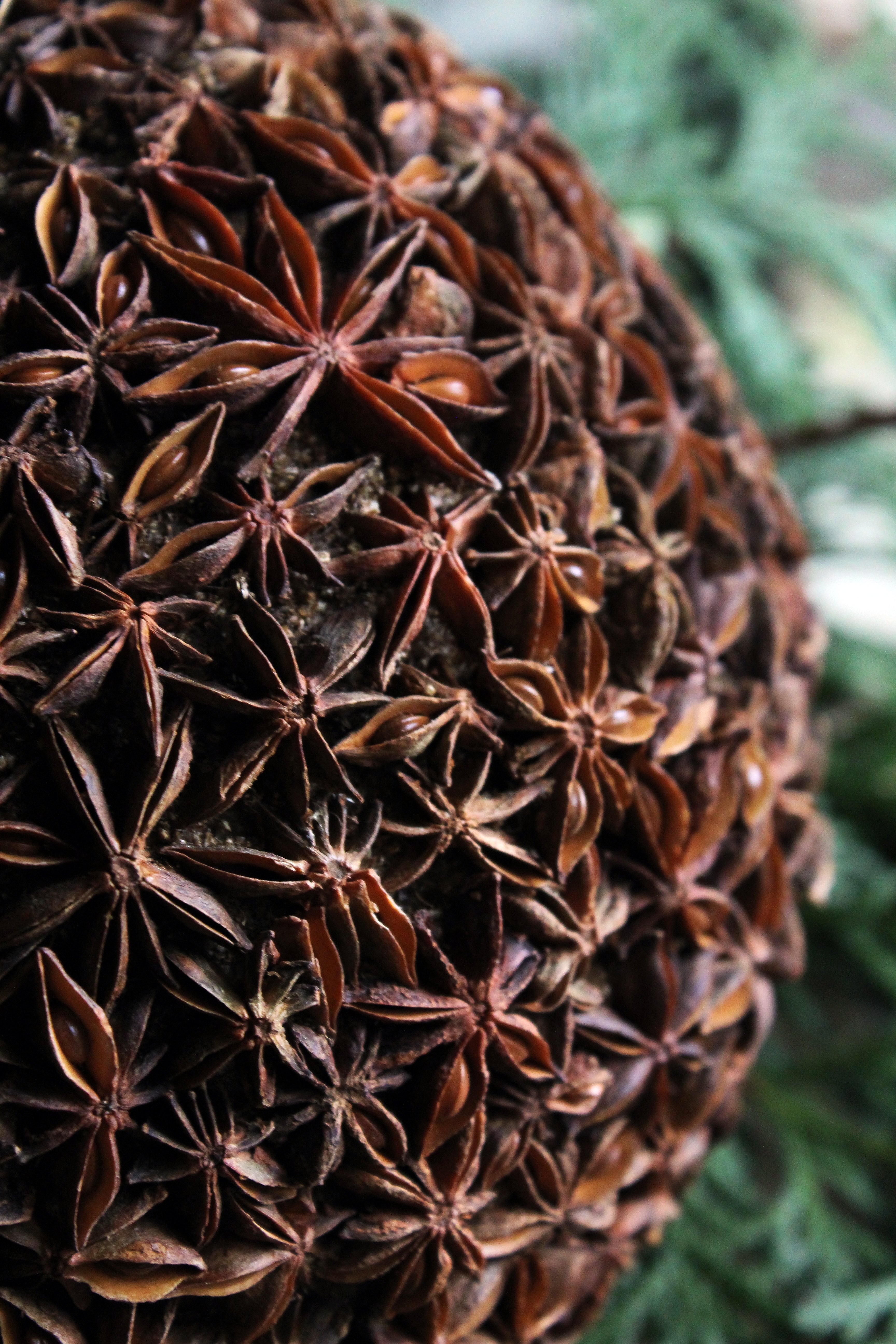 STAR ANISE BALLS